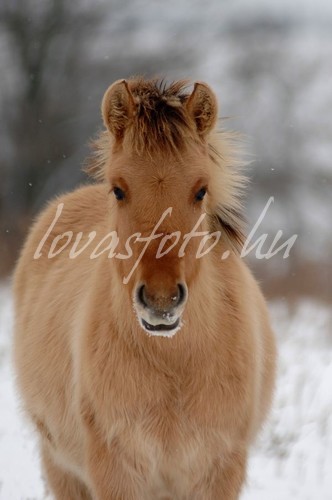 Haflinger - tél