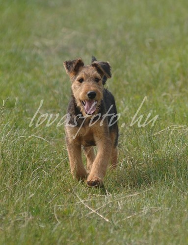 Airedale terrier