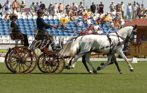 Kettesfogathajtó világbajnokság 2009.