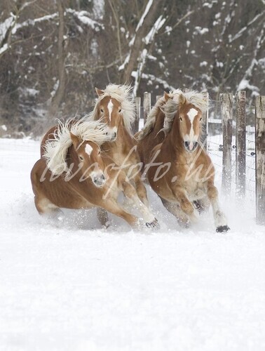 Haflinger tenyészet