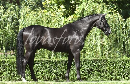 Jakab Stables